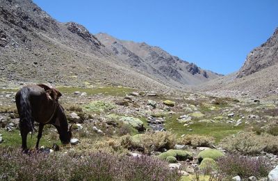 Chile/Hacienda Los Andes/Einsames Pferd