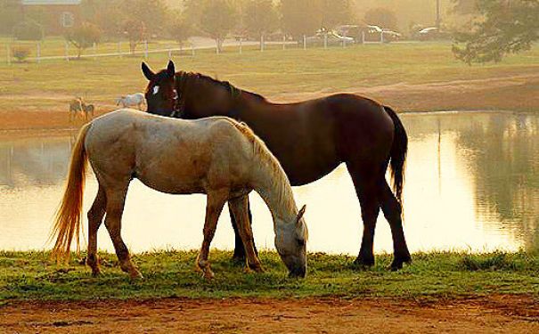 GA/Southern Cross Ranch/Pferde