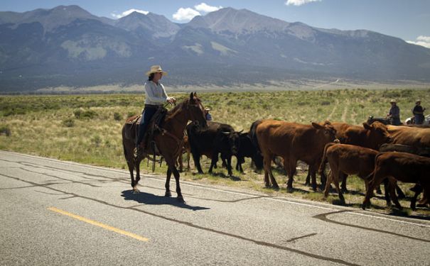 CO/Zapata Ranch/Cattle Drive