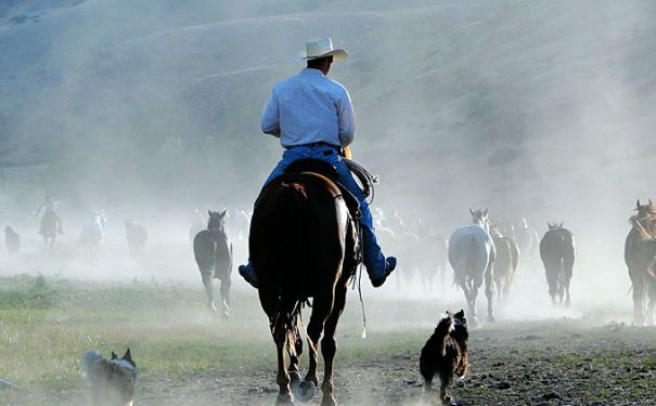 MT/Rocking Z Ranch/Cowboy