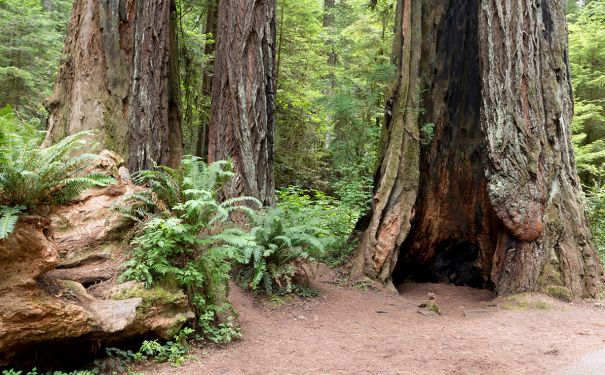 CA/allg Bilder/Jedediah Smith Redwoods State Park