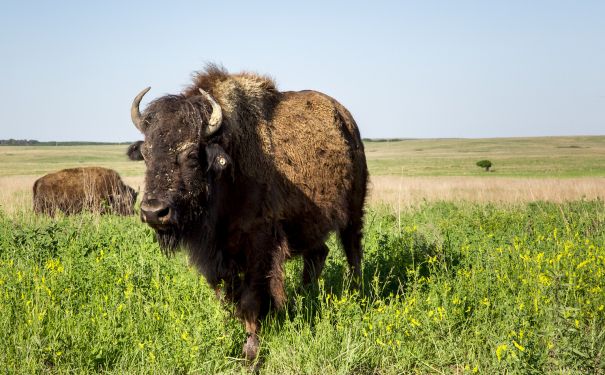 OK/Pawhuska/Buffalo in Summer - Tallgrass Prairie