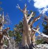 Bristlecone Pine, Great Basin National Park, Nevada - Credit: TravelNevada