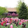 Tulpen in Galena, Illinois - Credit: Illinois Office of Tourism