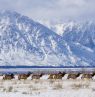 Eco Safari, Grand Teton National Park, Wyoming - Credit: Get Your Guide