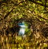Mangroven Tunnel, Robinson Preserve, Bradenton, Florida - Credit: Bradenton Area CVB