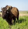 Buffalo in Summer - Tallgrass Prairie, Pawhuska, Oklahoma - Credit: OTRD