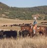 Cattle Work Cowgirl Credit: Diamond 7 Bar Ranch