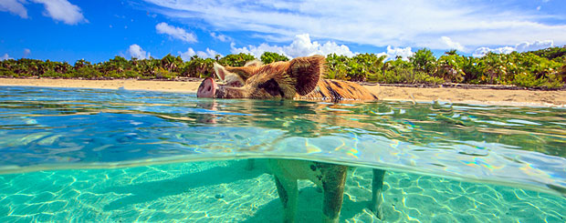 Exumas, Bahamas - Credit: Bahamas Diving Association, Cristian Dimitrius