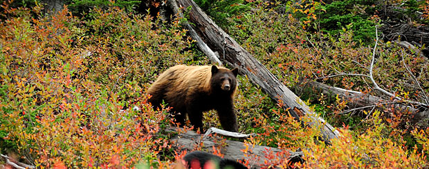 Region um Whistler, British Columbia - Credit: Canadian Tourism Commission