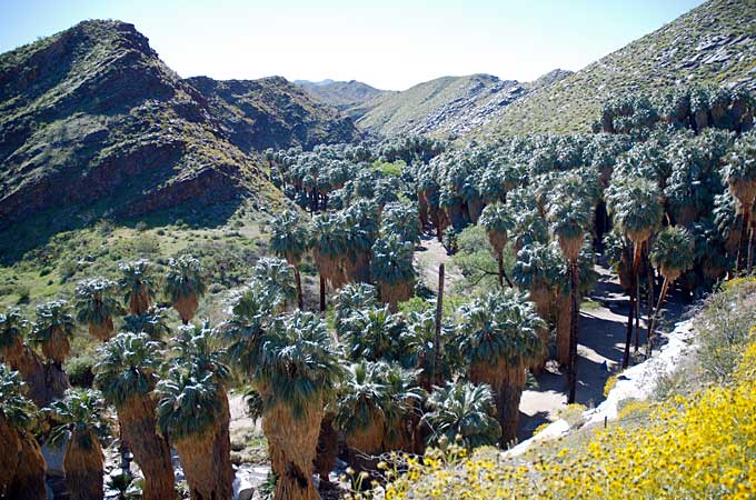 Indian Canyons, Palm Springs, California - Credit: California Travel and Tourism Commission, Blaise