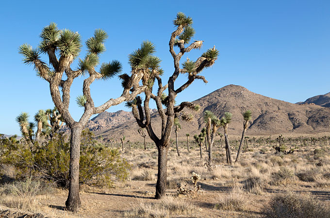 Joshua Tree National Park, California - Credit: Visit California, Carol Highsmith