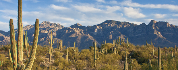 AZ/Tucson/Allg Bilder/Titel_Wüste