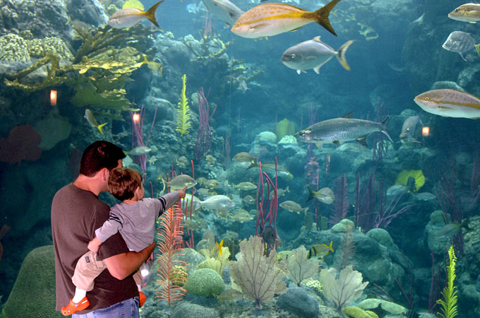 Florida Aquarium, Tampa, Florida - Credit: Visit Tampa Bay