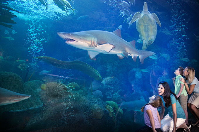 Florida Aquarium, Tampa Bay, Florida - Credit: Visit Tampa Bay