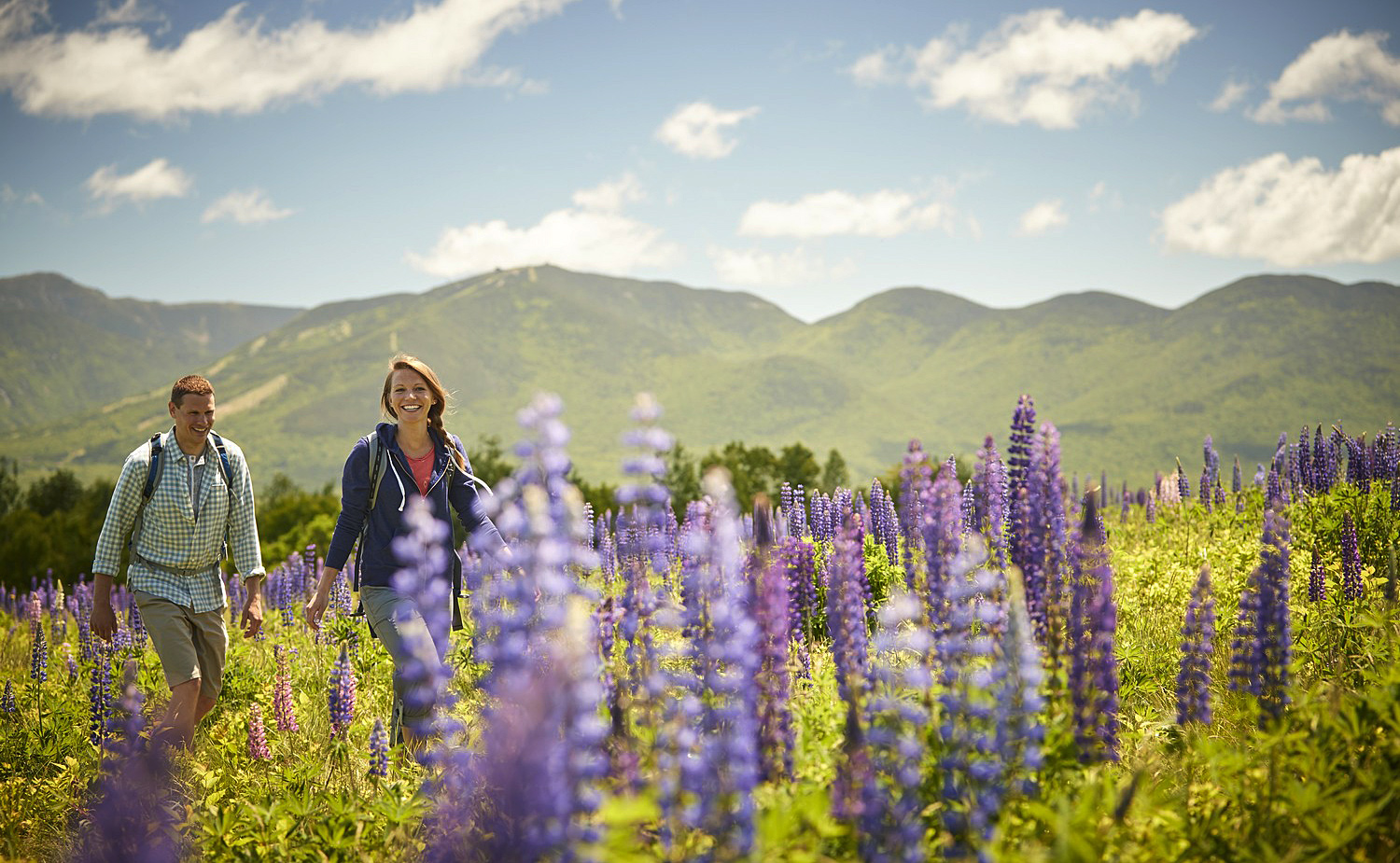 Lupinen, New Hampshire  - Credit: New Hampshire Office of Tourism