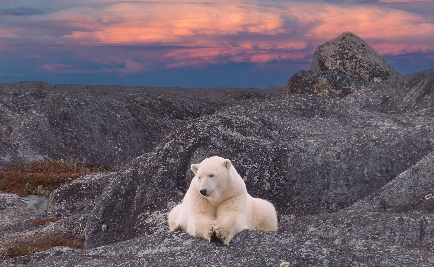  Eisbär beetet - Credit: Lazy Bear Lodge 