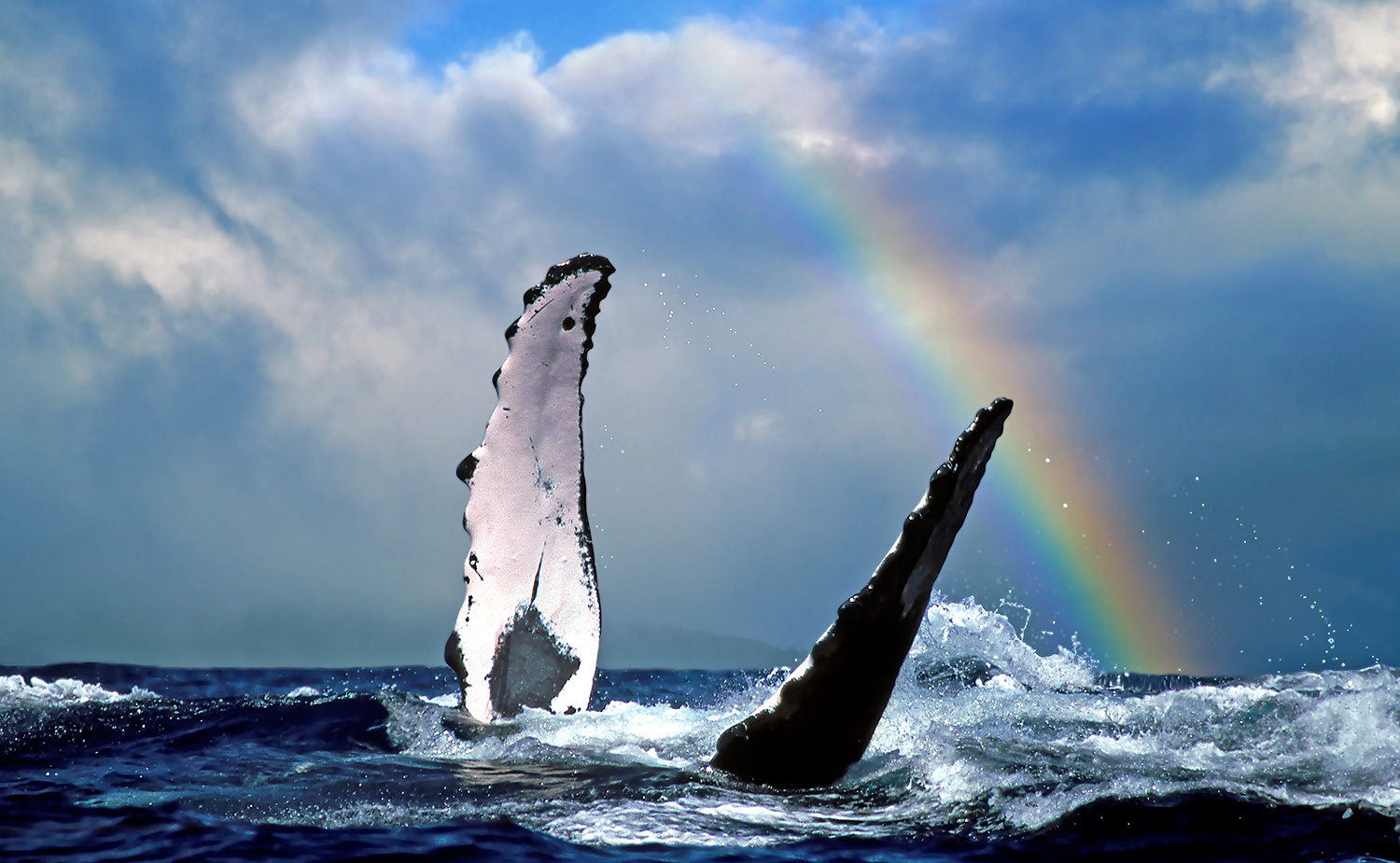 Wal, Hawaii - Credit Hawaii Tourism Authority, Joe West