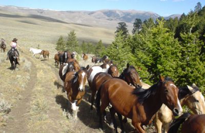 ID/Silver Spur Ranch/Horse Drive Pferde treiben 340