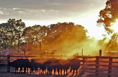 CO/Zapata Ranch/Kühe im Sonnenuntergang