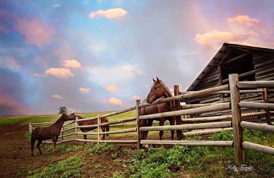 WA/Bull Hill Guest Ranch/Pferde 2