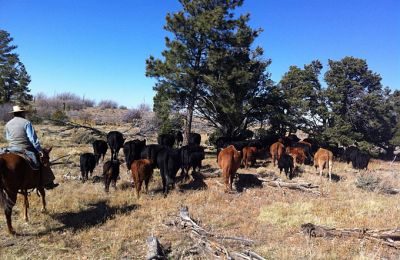 AZ/Grand Canyon Ranch & Outfitters/Cattle Drive II