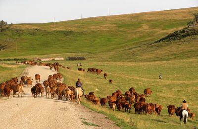 AB/Lucasia Ranch/Cattle Drive 2