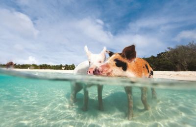 BAH/Exuma/Schwimmende Schweine