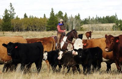 SK/Historic Reesor Ranch/Rinderherde