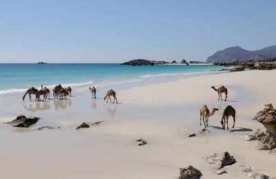 OMN/Salalah/Kamele am Strand