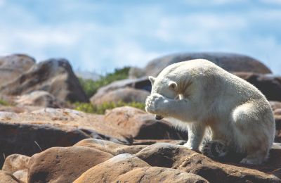 MB/Churchill/Lazy Bear Lodge/Eisbär versteck sich