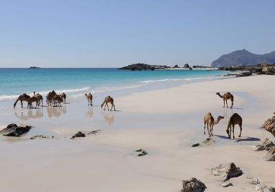 OMN/Salalah/Kamele am Strand