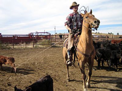 WY/New Haven Ranch/Branding