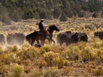 UT/Rockin' R Ranch/Cattle Drive 1