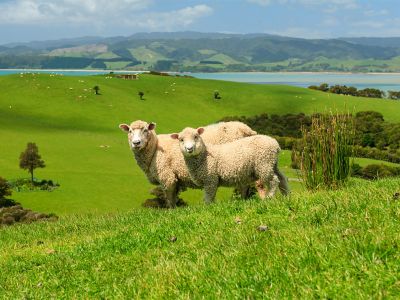 NZ/Kiwi Tours/Schaf