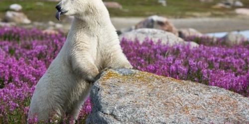 MB/Churchill/Eisbären