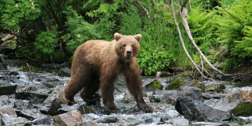 BC/allg Bilder/Vancouver Island_Bär