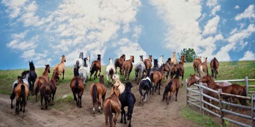 WA/Bull Hill Guest Ranch/Pferdeherde
