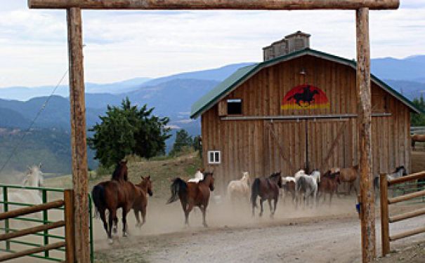 WA/Bull Hill Ranch/Pferde vor Scheune 340