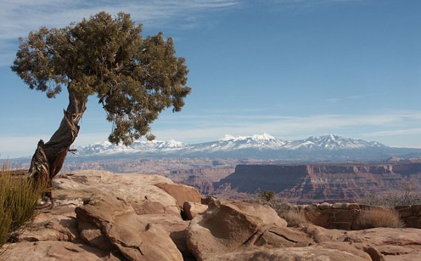 UT/Moab/Canyonlands NP/Baum 680