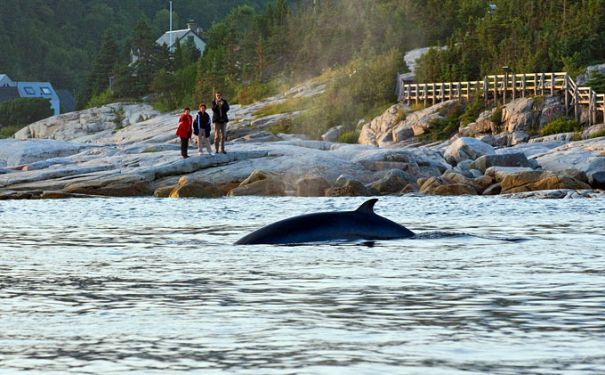 QC/Allgemeine Bilder/Tadoussac/Walbeobachtung vom Ufer 2