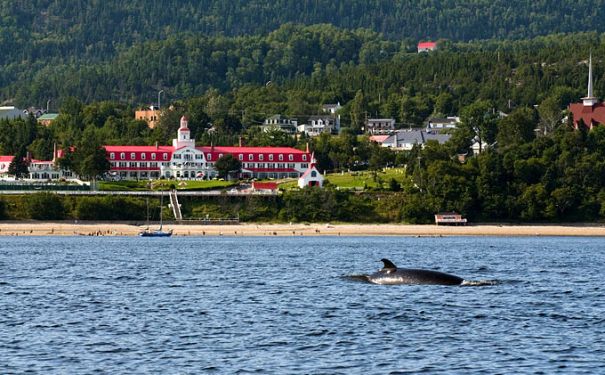 QC/Allgemeine Bilder/Tadoussac/Stadt mit Wal