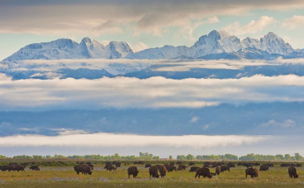 CO/Zapata Ranch/Bisonherde
