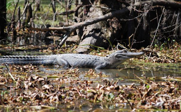 LA/Allg Bilder/Alligator in Wasser