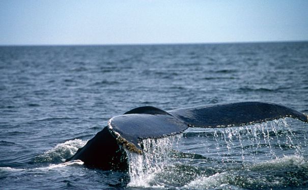 QC/Allgemeine Bilder/Wal