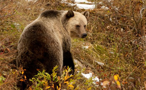 MT/Glacier NP/Grizzly