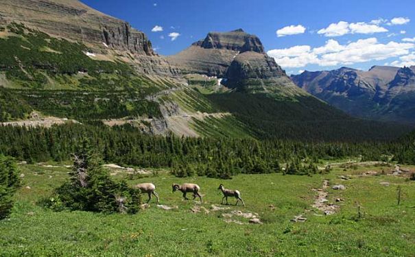 MT/Glacier NP/Dickhornschaf
