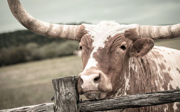 TX/Wildcatter Ranch/Longhorn