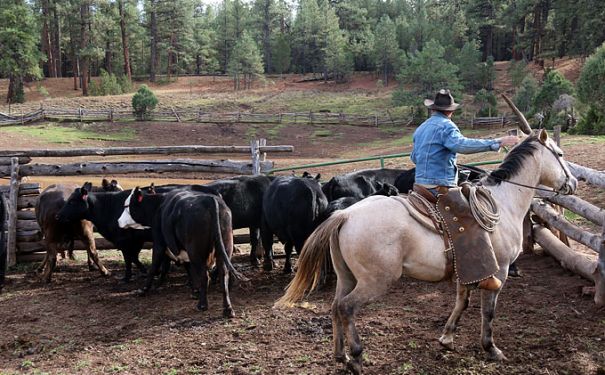 AZ/Grand Canyon Ranch & Outfitters/Reiter mit Rindern