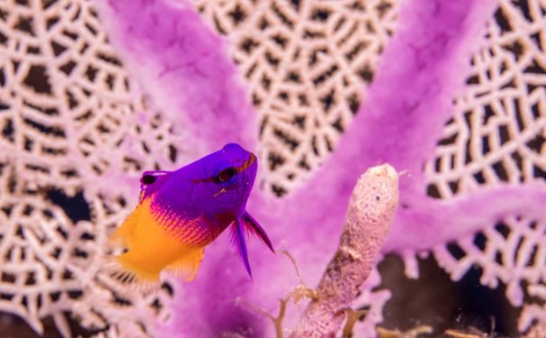 BAH/Tauchen/Fisch bunt